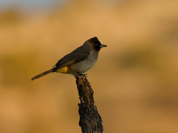 <h3><a href="/trips/safari/biota/animalia/chordata/aves/040 passeriformes/074 pycnonotidae/pycnonotus tricolor/pycnonotus tricolor-en.html">Pycnonotus&nbsp;tricolor</a> / Dark‑capped&nbsp;bulbul / Driekleurbuulbuul</h3>OM-1 Mark II with OLYMPUS M.300mm F4.0, 1/2000 sec at F4.0, ISO 1250, distance 17.3&nbsp;m